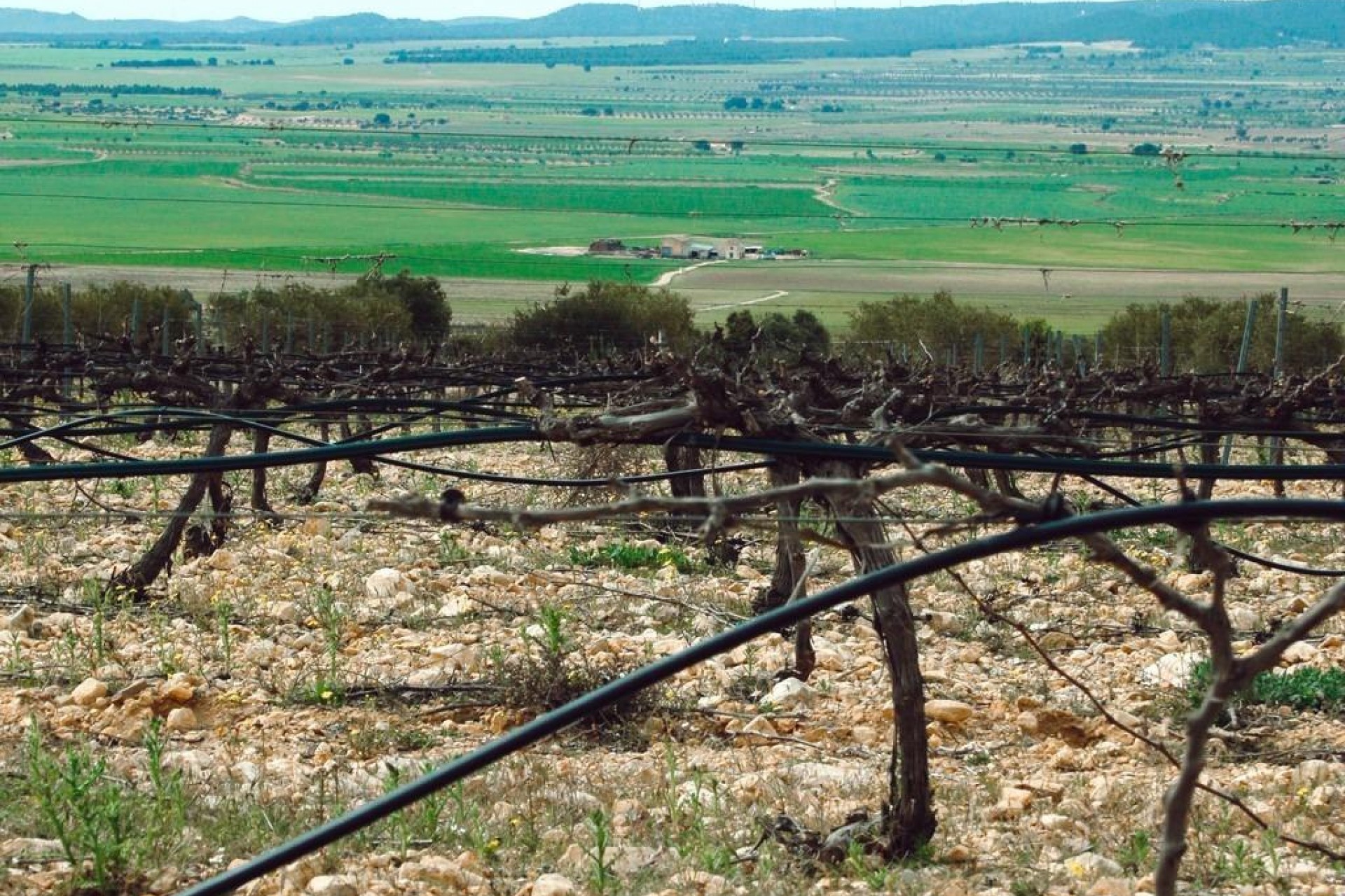 Neue Gebäude - Villa - Yecla