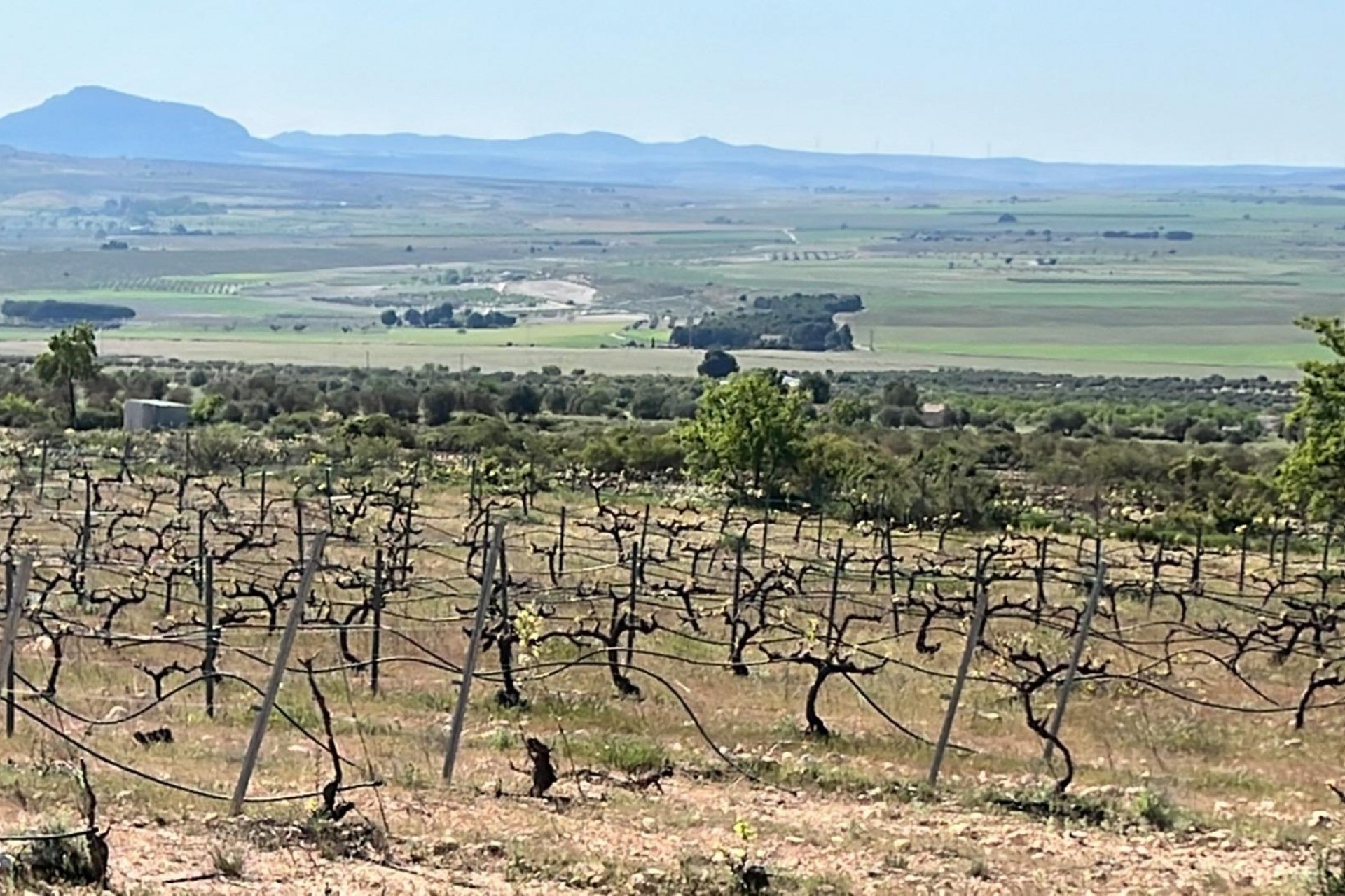 Neue Gebäude - Villa - Yecla