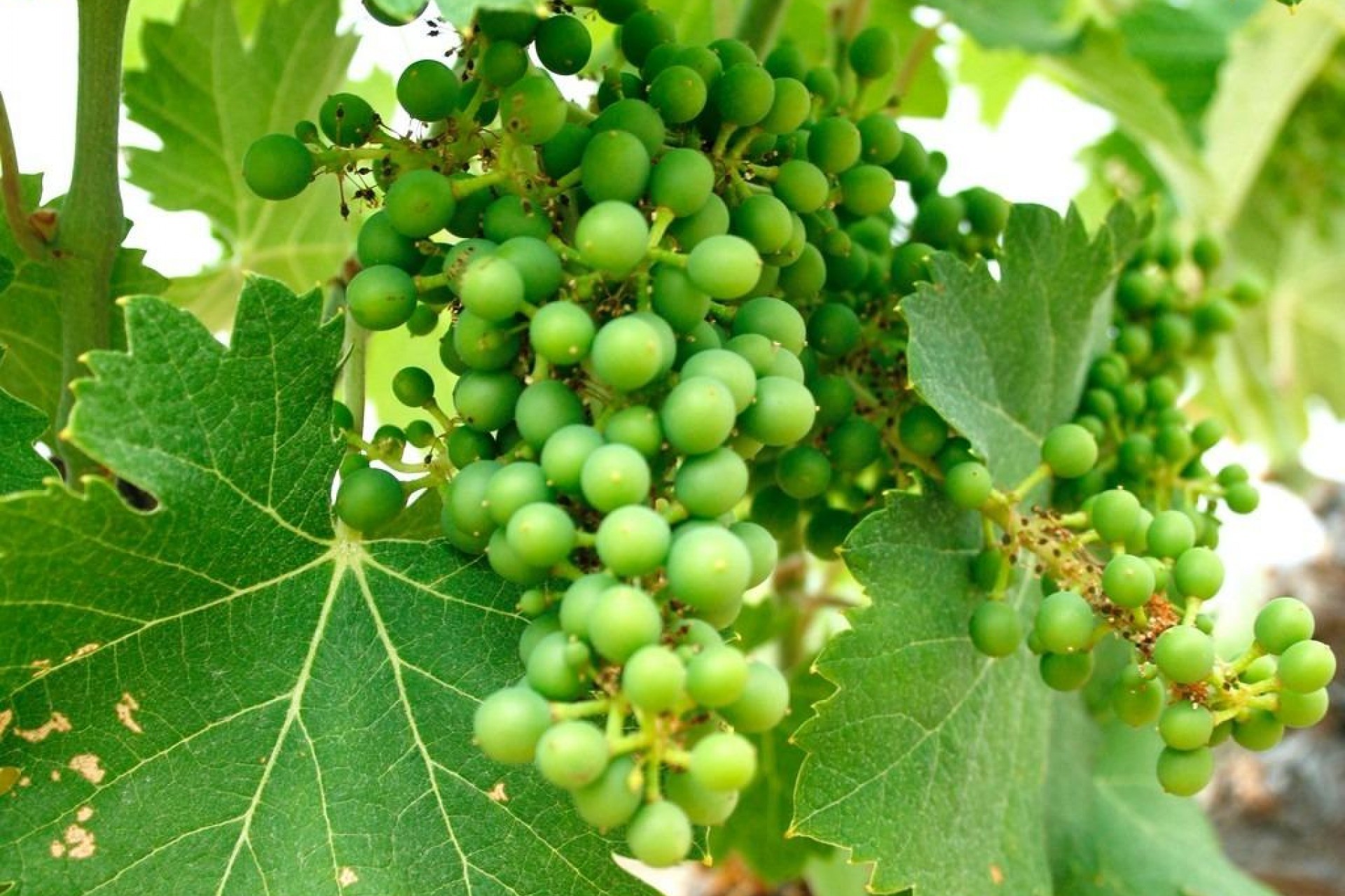 Nouvelle construction - Villa - Yecla