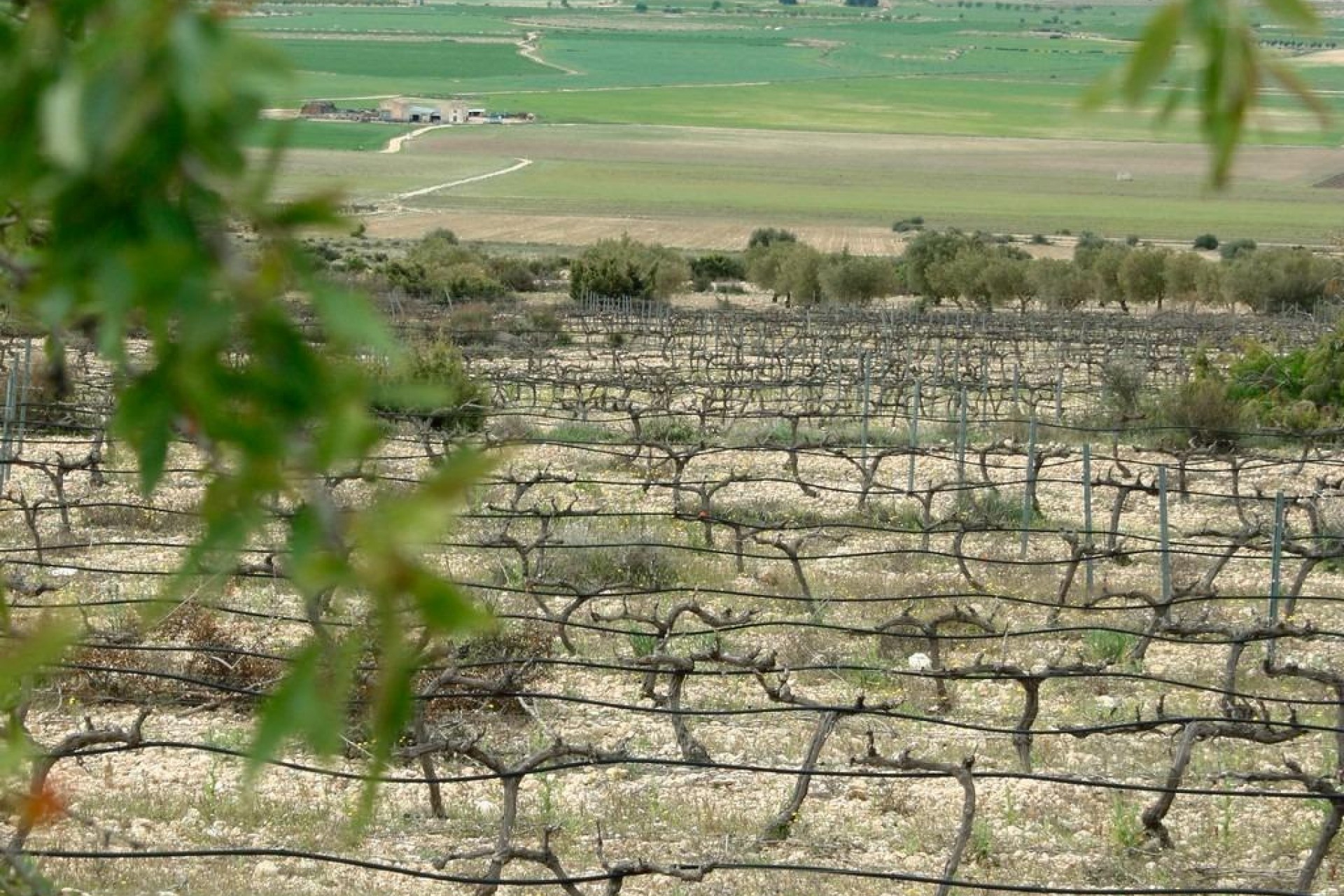 Nouvelle construction - Villa - Yecla