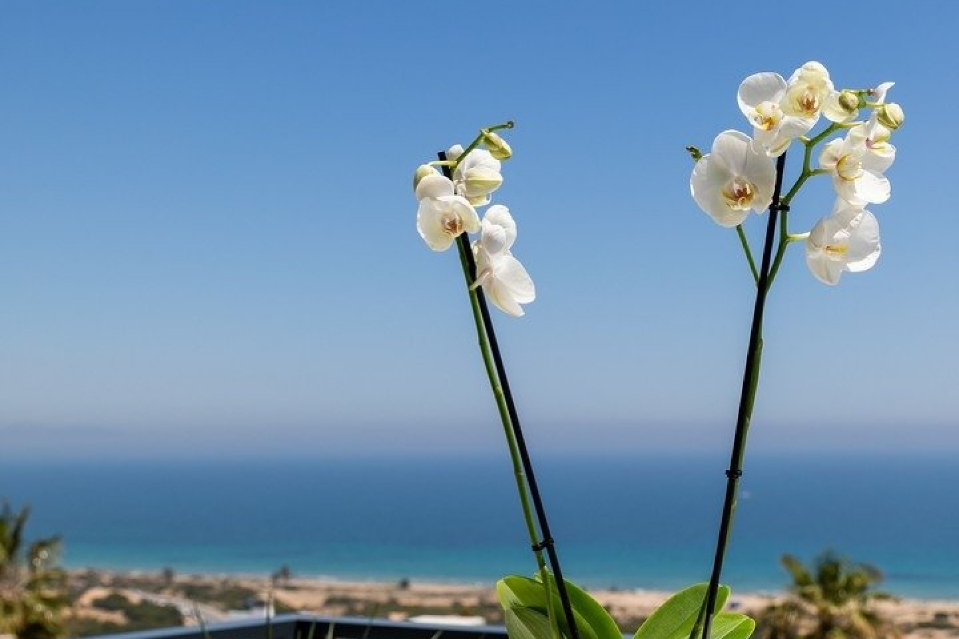 Nowy budynek - Apartment - Santa Pola - Gran Alacant