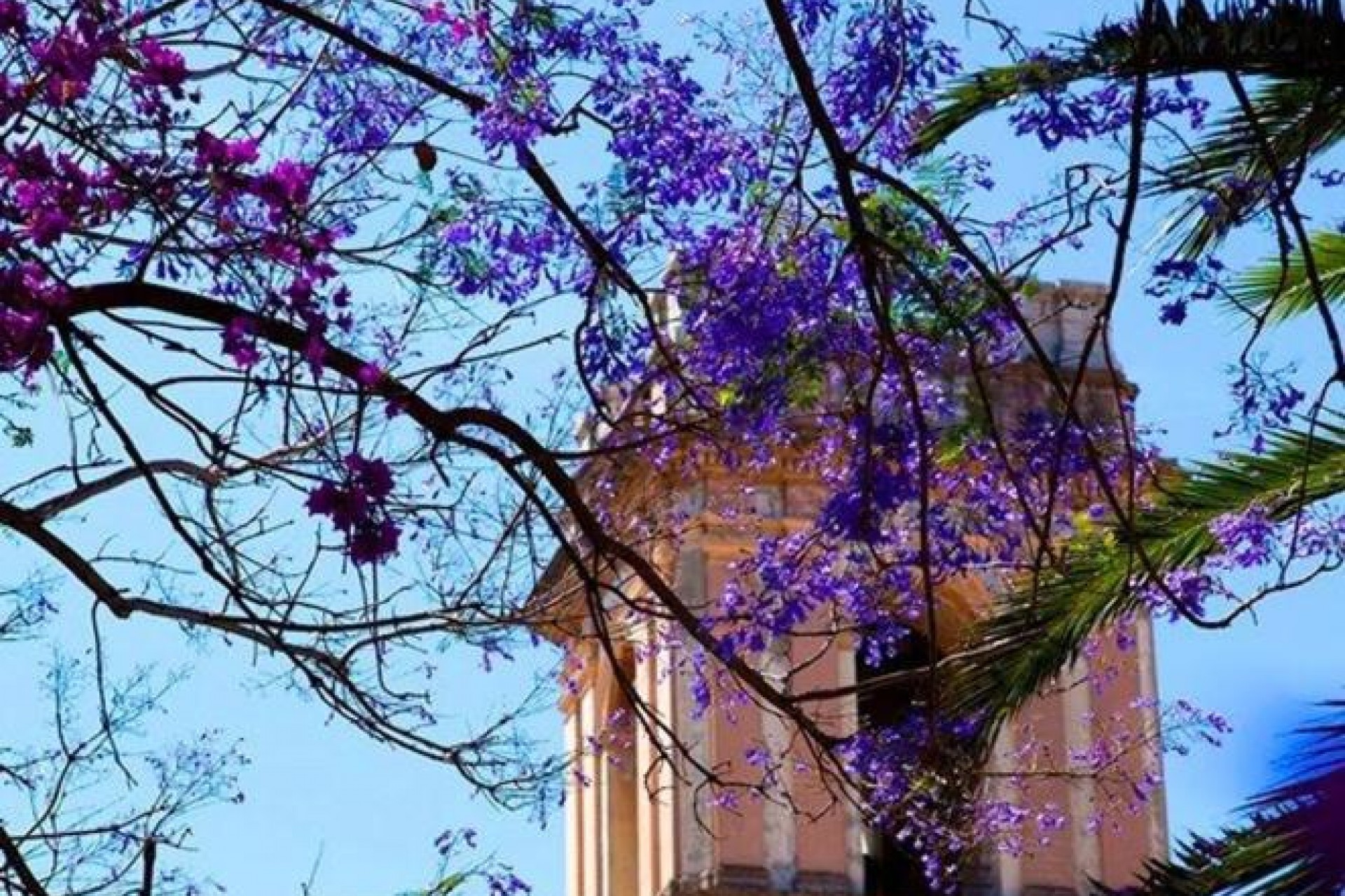 Obra nueva - Terraced houses - Denia - Dénia