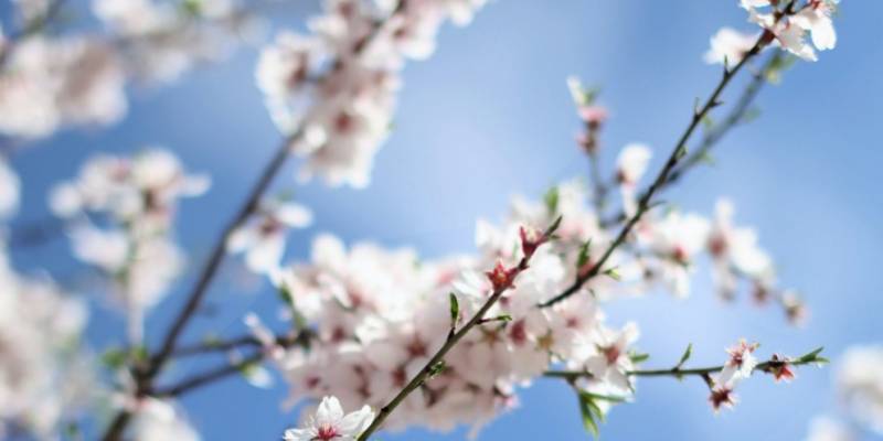 7 manieren om de lente in Spanje te verwelkomen
